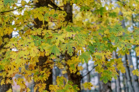 Foto de Enfermedad de Rhytisma acerinum en hojas de arce de otoño amarillentas en el parque. Foto de alta calidad - Imagen libre de derechos