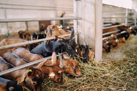 Las cabras comen heno detrás de una valla en un potrero de una granja, empujándose unas a otras. Foto de alta calidad