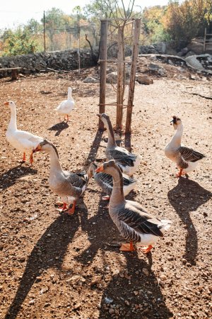 Photo for Flock of crested geese walks through a clearing on a farm. High quality photo - Royalty Free Image