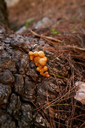 Mushrooms flake golden grow on pine bark in the forest. High quality photo