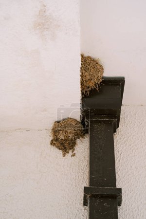 Schwalbennester unter der Decke eines Hauses in der Nähe eines Abflussrohres. Hochwertiges Foto