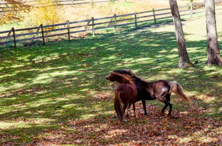 Téléchargez les photos : Faire du cheval autour de l'activité dans un pâturage - en image libre de droit