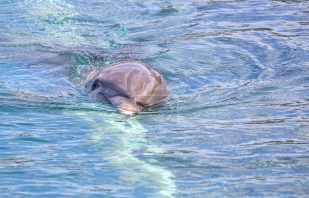 Téléchargez les photos : Dauphin nageant dans les eaux turquoise à Grand Cayman, Îles Caïmans - en image libre de droit