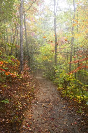 Photo for Sun rays shining through Autumn forest, Pisgah National Park, Western North Carolina - Royalty Free Image