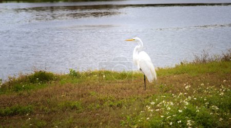 Téléchargez les photos : Grand aigrette blanche, reposant sur le bord de la voie navigable, dans l'habitat naturel, en Floride - en image libre de droit