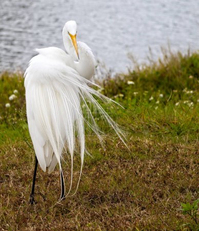 Great White Egret, showing off full plummage, on the side of lake in natural Florida Habitat.