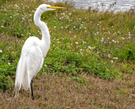 Great White Egret, showing off full plummage, on the side of lake in natural Florida Habitat.