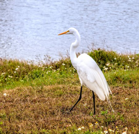 Great White Egret bird, walking on the shore of remote lake, natural tropical habitat.