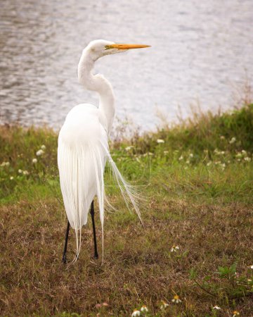 Great White Egret, mostrando plumaje completo, en el lado del lago en el hábitat natural de Florida.