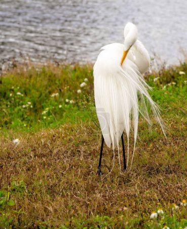 Great white Egret bird, resting on side of waterway, in natural habitat, in Florida