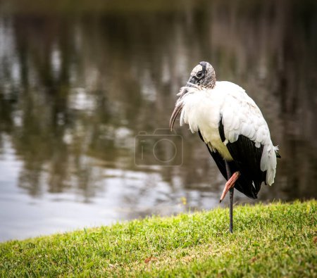 The wood stork, a large American wading bird.  Found in subtropical and tropical habitats in the America,