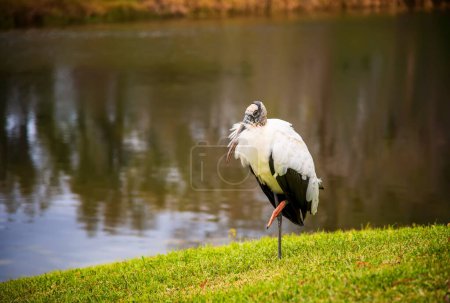 The wood stork, a large American wading bird.  Found in subtropical and tropical habitats in the America,