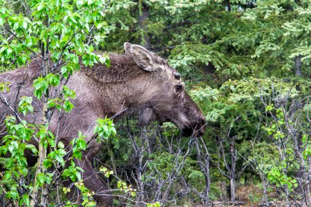 Young, Immature Male Moose, deep in the Alaskan Wilderness.