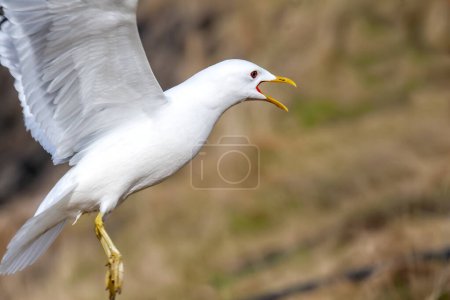 Herring Gull in Alaska, abundant on the coast and surrounding large lakes and river systems.
