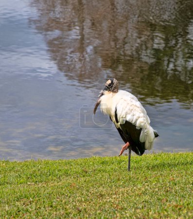 Large Wood Stork bird resting on the side of pond in Florida