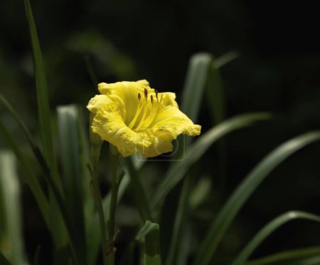 Dramático contraste en flor de lirio de un solo día amarillo, hojas verdes suaves y fondo oscuro