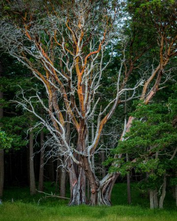 Foto de Hermoso árbol en Helliwell Provincial Park, Hornby Island, Columbia Británica, Canadá - Imagen libre de derechos