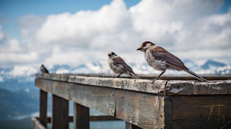 Photo for Three Whisky Jack Birds on a rail at the top of mount Washington in Courtenay, British Columbia, Canada - Royalty Free Image
