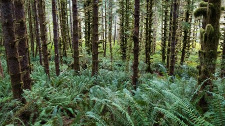 Foto de Este es mi bosque favorito en la isla de Vancouver. - Imagen libre de derechos
