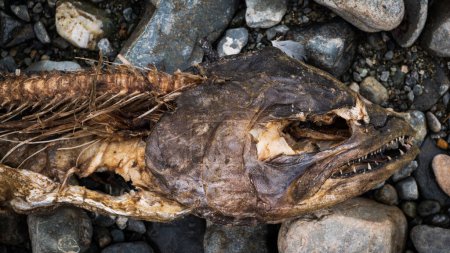 Foto de Desovó salmón seco en el lado de una orilla del río de la isla Vancouver. - Imagen libre de derechos