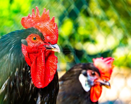 Photo for Portrait of two Australorp chickens with the face in closeup, also known as black Orpington, popular ornamental and utility breed - Royalty Free Image