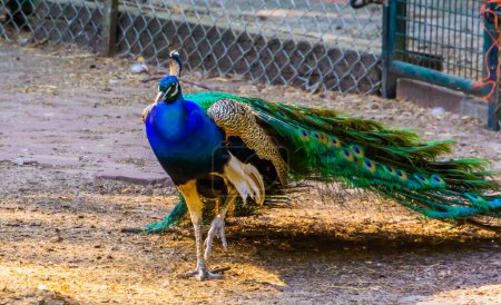 Photo for Closeup portrait of a indian peafowl with folded wings walking forward - Royalty Free Image