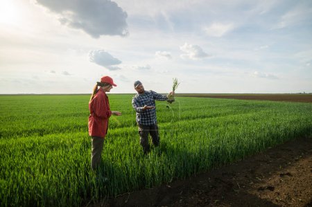 Téléchargez les photos : Les jeunes agriculteurs examinent les jeunes plants de blé au printemps - en image libre de droit