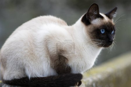 Un gato siamés con ojos azules yace a lo largo de la pared del patio