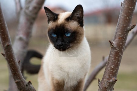 Un gato siamés con ojos azules está sentado en un árbol en el patio