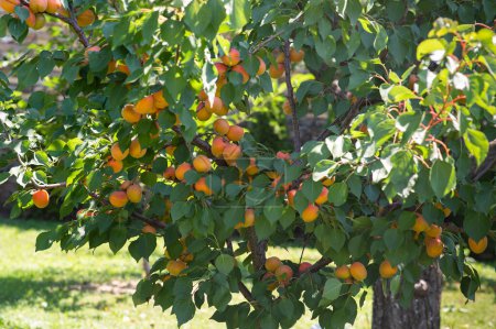 Zweig eines Aprikosenbaums mit reifen Früchten im Garten