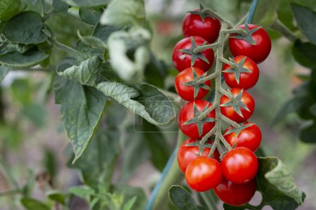 Photo for Beautiful red ripe cherry tomatoes grown in a greenhouse - Royalty Free Image