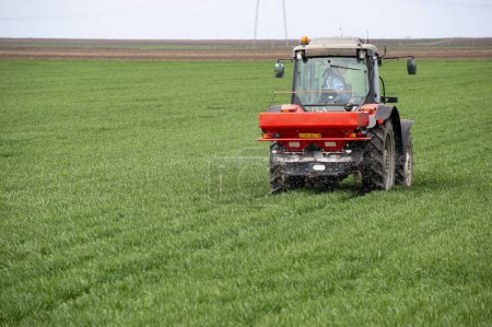 Tractor spreading artificial fertilizers in wheat field. Transport, agricultural.