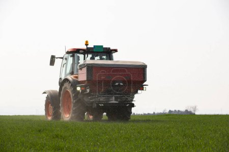 Traktor verteilt Kunstdünger im Weizenfeld. Verkehr, Landwirtschaft.
