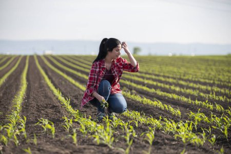 Young female farmer in the corn plantations,  researchers are examining  in the corn field 