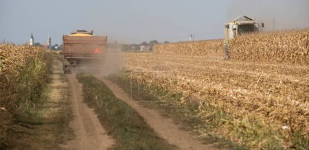 Un tracteur tire une remorque pleine de maïs après la récolte. Récolte des champs de maïs avec moissonneuse batteuse au début de l'automne. 