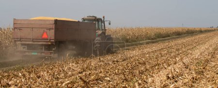 A tractor pulls a trailer full of corn after harvest. Yellow corns 