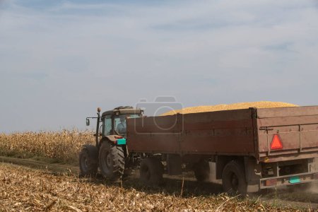 Un tractor tira de un remolque lleno de maíz después de la cosecha. Maíz amarillo 