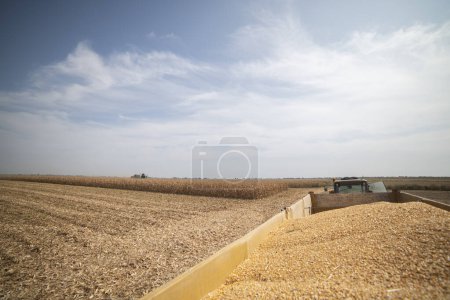 La cosecha del campo de maíz con combinar a principios de otoño. Un remolque lleno de maíz después de la cosecha.  