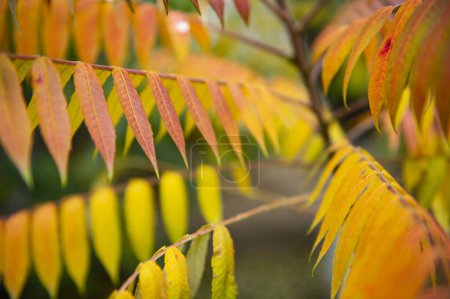 Eine Nahaufnahme der schönen Herbstblätter von Rhus typhina, dem Staudensumach 