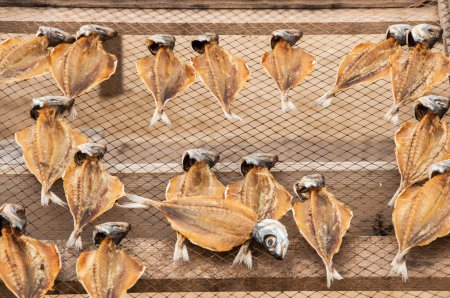 Téléchargez les photos : Musée du poisson sec, en plein air, sur la plage de Nazar au Portugal, maintient la tradition de sécher le poisson pour les jours de rareté - en image libre de droit