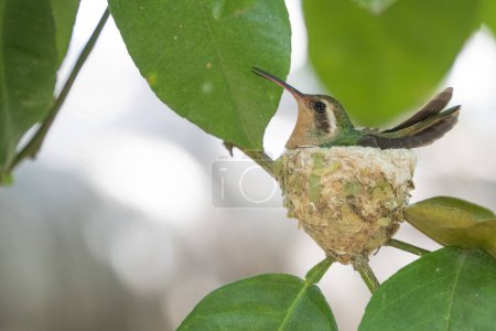 Humming bird in its nest on a tree