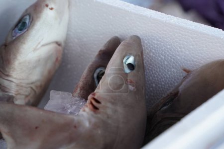 Téléchargez les photos : Requin chien de mer à vendre au détail du marché aux poissons - en image libre de droit