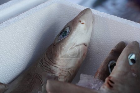 Téléchargez les photos : Requin chien de mer à vendre au détail du marché aux poissons - en image libre de droit
