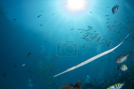 Photo for Fistularia commersonii Blue spotted cornetfish underwater portrait - Royalty Free Image
