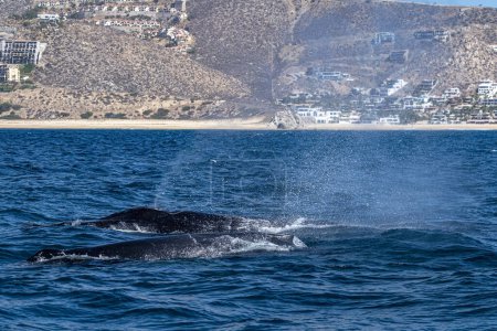 Téléchargez les photos : Deux baleines à bosse près du bateau d'observation des baleines à cabo san lucas le mexique baja californie sur - en image libre de droit