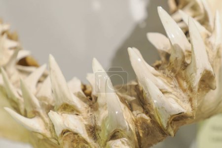 Foto de Mako tiburón mandíbula mostrando detalle dientes - Imagen libre de derechos
