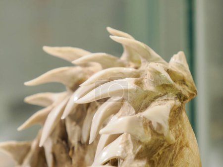 Foto de Mako tiburón mandíbula mostrando detalle dientes - Imagen libre de derechos
