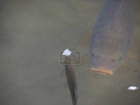 Photo for Common european carp gulping air at the surface - Royalty Free Image