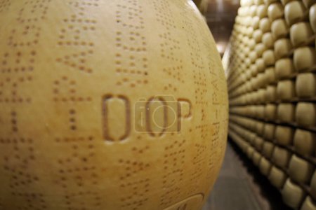 Foto de Dop Typical italian cheese Parmigiano Reggiano (parmesan) - Imagen libre de derechos