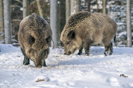 Photo for Wild boars on winter forest on snow - Royalty Free Image